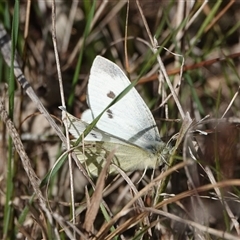 Pieris rapae (Cabbage White) at Hall, ACT - 11 Aug 2025 by Anna123