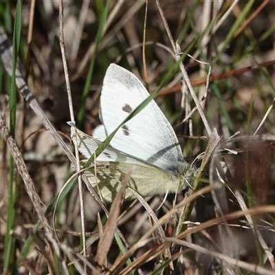Pieris rapae (Cabbage White) at Hall, ACT - 11 Aug 2025 by Anna123
