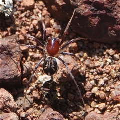 Habronestes bradleyi (Bradley's Ant-Eating Spider) at Hall, ACT - 11 Aug 2025 by Anna123