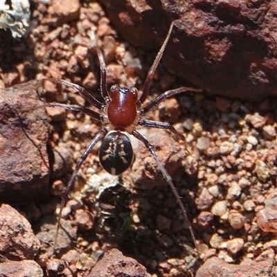 Habronestes bradleyi (Bradley's Ant-Eating Spider) at Hall, ACT - 11 Aug 2025 by Anna123