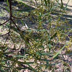 Acacia rubida (Red-stemmed Wattle, Red-leaved Wattle) at Hall, ACT - 11 Aug 2025 by strigo