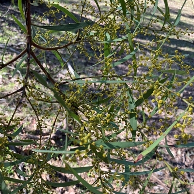 Acacia rubida (Red-stemmed Wattle, Red-leaved Wattle) at Hall, ACT - 11 Aug 2025 by strigo