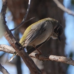 Melithreptus brevirostris (Brown-headed Honeyeater) at Hall, ACT - 11 Aug 2025 by Anna123