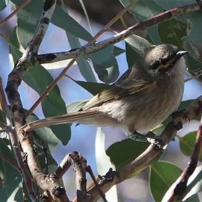 Caligavis chrysops (Yellow-faced Honeyeater) at Hall, ACT - 11 Aug 2025 by Anna123