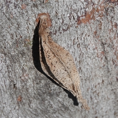 Hyalarcta nigrescens (Ribbed Case Moth) at Hall, ACT - 11 Aug 2025 by Anna123