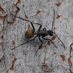 Polyrhachis ammon (Golden-spined Ant, Golden Ant) at Hall, ACT - 10 Aug 2025 by Anna123