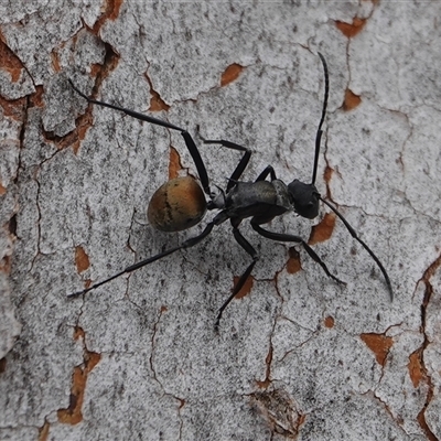 Polyrhachis ammon (Golden-spined Ant, Golden Ant) at Hall, ACT - 10 Aug 2025 by Anna123