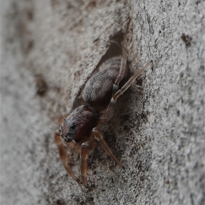 Arasia mollicoma (Flat-white Jumping Spider) at Hall, ACT - 10 Aug 2025 by Anna123