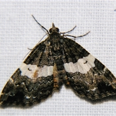Chrysolarentia phaedra (Elegant Carpet) at Tamborine Mountain, QLD - 14 Sep 2013 by PJH123