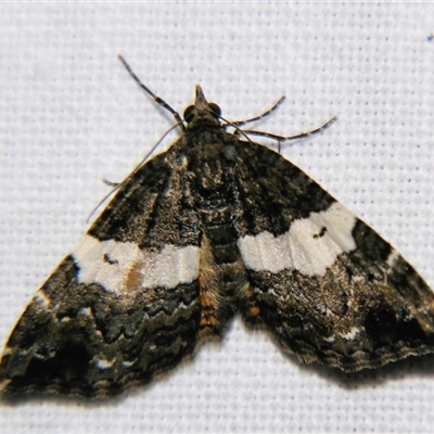 Chrysolarentia phaedra (Elegant Carpet) at Tamborine Mountain, QLD - 14 Sep 2013 by PJH123