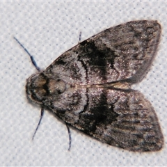 Uraba lugens (Gumleaf Skeletonizer) at Tamborine Mountain, QLD - 14 Sep 2013 by PJH123