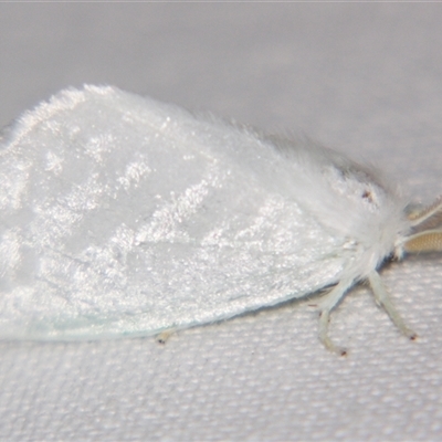 Euzora collucens (An Erebid moth (Lymantriinae) at  - suppressed by PJH123