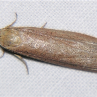 Meyriccia latro (Pyralid moth) at  - suppressed by PJH123