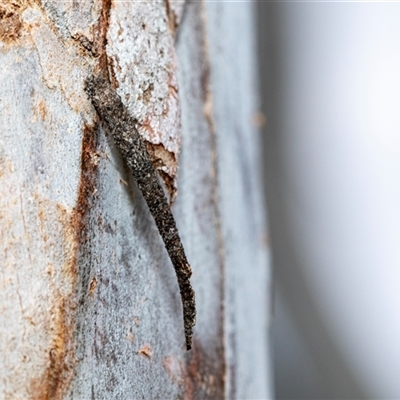 Conoeca guildingi (A case moth) at Holt, ACT - 10 Aug 2025 by AlisonMilton