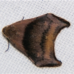 Macaduma toxophora (Lithosiini) at Tamborine Mountain, QLD - 14 Sep 2013 by PJH123