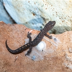 Christinus marmoratus (Southern Marbled Gecko) at Holt, ACT - 10 Aug 2025 by AlisonMilton