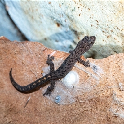 Christinus marmoratus (Southern Marbled Gecko) at Holt, ACT - 10 Aug 2025 by AlisonMilton