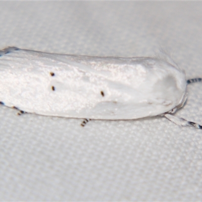 Cryptophasa pultenae (A Xyloryctid moth (Xyloryctidae) at  - suppressed by PJH123