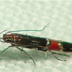 Cosmopterix (genus) (A Cosmet moth (Cosmopteriginae) by PJH123