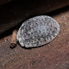 Trachymela sp. (genus) (Brown button beetle) at Holt, ACT - 10 Aug 2025 by AlisonMilton