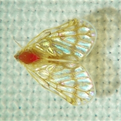 Saccharodite chrysonoe (Derbid planthopper) at Tamborine Mountain, QLD - 14 Sep 2013 by PJH123