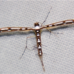 Cosmoclostis aglaodesma (A Plume moth (Pterophorinae)) by PJH123