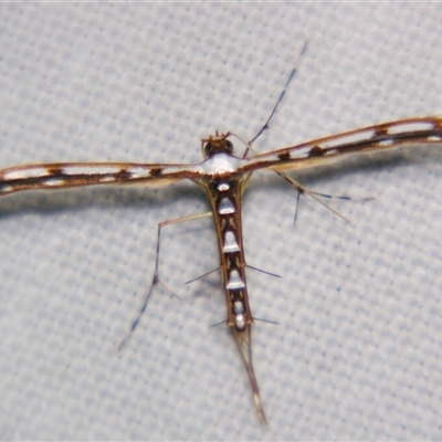 Cosmoclostis aglaodesma (A Plume moth (Pterophorinae)) at  - suppressed by PJH123