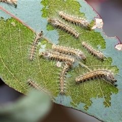 Uraba lugens (Gumleaf Skeletonizer) at Higgins, ACT - 10 Aug 2025 by AlisonMilton