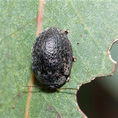 Trachymela sp. (genus) (Brown button beetle) at Higgins, ACT - 10 Aug 2025 by AlisonMilton