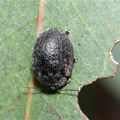 Trachymela sp. (genus) (Brown button beetle) at Higgins, ACT - 10 Aug 2025 by AlisonMilton