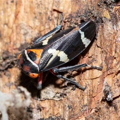 Eurymeloides pulchra (Gumtree hopper) at Higgins, ACT - 10 Aug 2025 by AlisonMilton