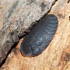 Laxta sp. (genus) (Bark cockroach) at Higgins, ACT - 10 Aug 2025 by AlisonMilton
