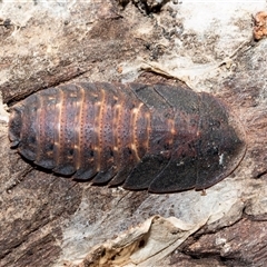 Laxta sp. (genus) (Bark cockroach) at Higgins, ACT - 10 Aug 2025 by AlisonMilton