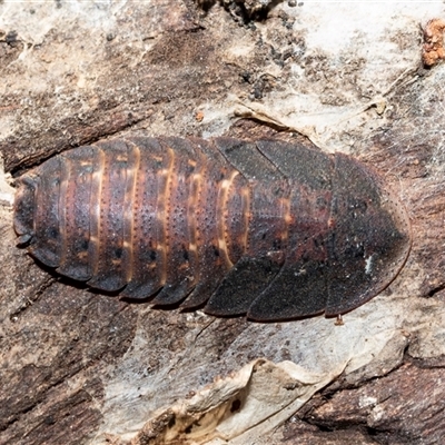 Laxta sp. (genus) (Bark cockroach) at Higgins, ACT - 10 Aug 2025 by AlisonMilton