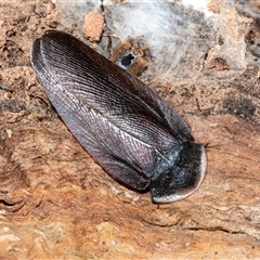 Laxta granicollis (Common bark or trilobite cockroach) at Higgins, ACT - 10 Aug 2025 by AlisonMilton