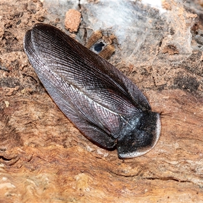Laxta granicollis (Common bark or trilobite cockroach) at Higgins, ACT - 10 Aug 2025 by AlisonMilton
