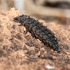 Lycidae (family) (Net-winged beetle) at Higgins, ACT - 10 Aug 2025 by AlisonMilton