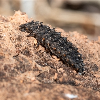 Lycidae (family) (Net-winged beetle) at Higgins, ACT - 10 Aug 2025 by AlisonMilton