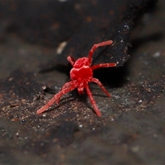 Trombidiidae (family) (Red velvet mite) at Acton, ACT - 10 Aug 2025 by TimL