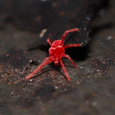 Trombidiidae (family) (Red velvet mite) at Acton, ACT - 10 Aug 2025 by TimL
