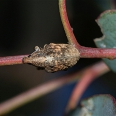 Gonipterus scutellatus (Eucalyptus snout beetle, gum tree weevil) at Holt, ACT - 10 Aug 2025 by AlisonMilton