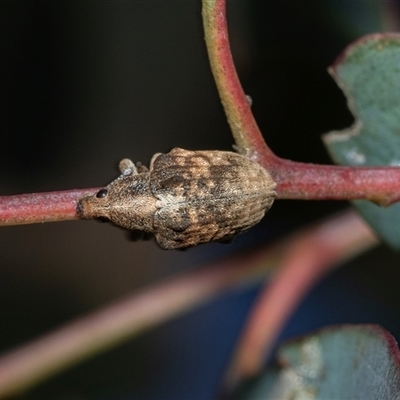 Gonipterus scutellatus (Eucalyptus snout beetle, gum tree weevil) at Holt, ACT - 10 Aug 2025 by AlisonMilton