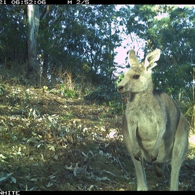 Macropus giganteus (Eastern Grey Kangaroo) at Brogo, NSW - 21 Sep 2024 by JoelStibbardBCT