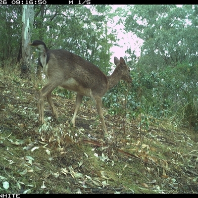 Dama dama (Fallow Deer) at Brogo, NSW - 26 Sep 2024 by JoelStibbardBCT