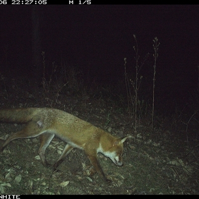 Vulpes vulpes (Red Fox) at Brogo, NSW - 6 Oct 2024 by JoelStibbardBCT