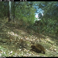 Tachyglossus aculeatus (Short-beaked Echidna) at Brogo, NSW - 16 Oct 2024 by JoelStibbardBCT