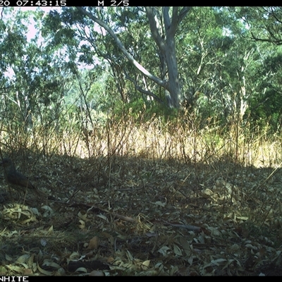 Ptilonorhynchus violaceus (Satin Bowerbird) at Brogo, NSW - 20 Oct 2024 by JoelStibbardBCT