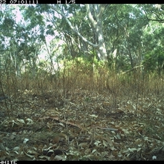 Leucosarcia melanoleuca (Wonga Pigeon) at Brogo, NSW - 22 Oct 2024 by JoelStibbardBCT