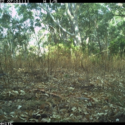 Leucosarcia melanoleuca (Wonga Pigeon) at Brogo, NSW - 22 Oct 2024 by JoelStibbardBCT