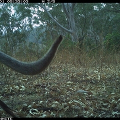 Notamacropus rufogriseus (Red-necked Wallaby) at Brogo, NSW - 1 Nov 2024 by JoelStibbardBCT